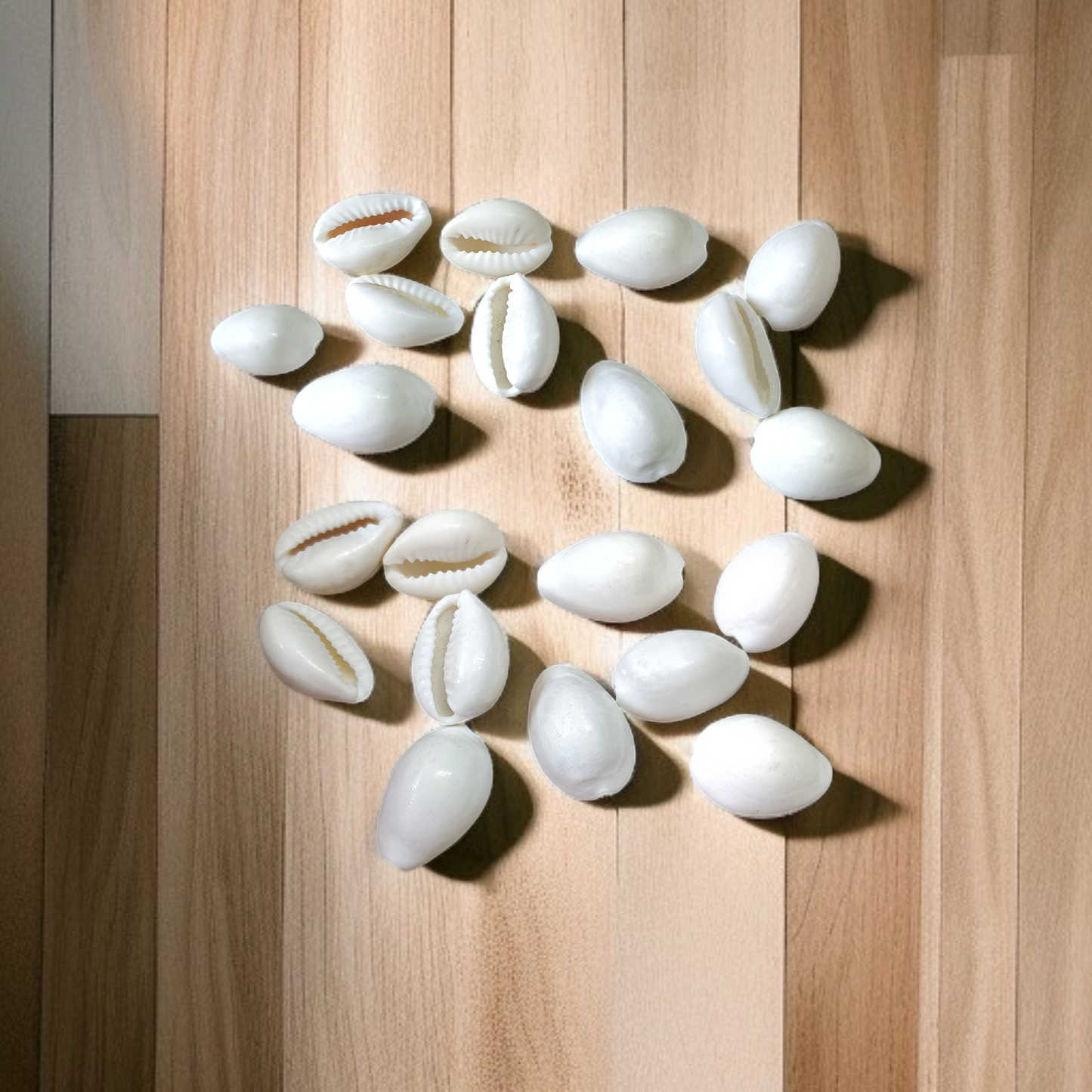 White Cowry | Safed Kodi Natural | Timeshopee