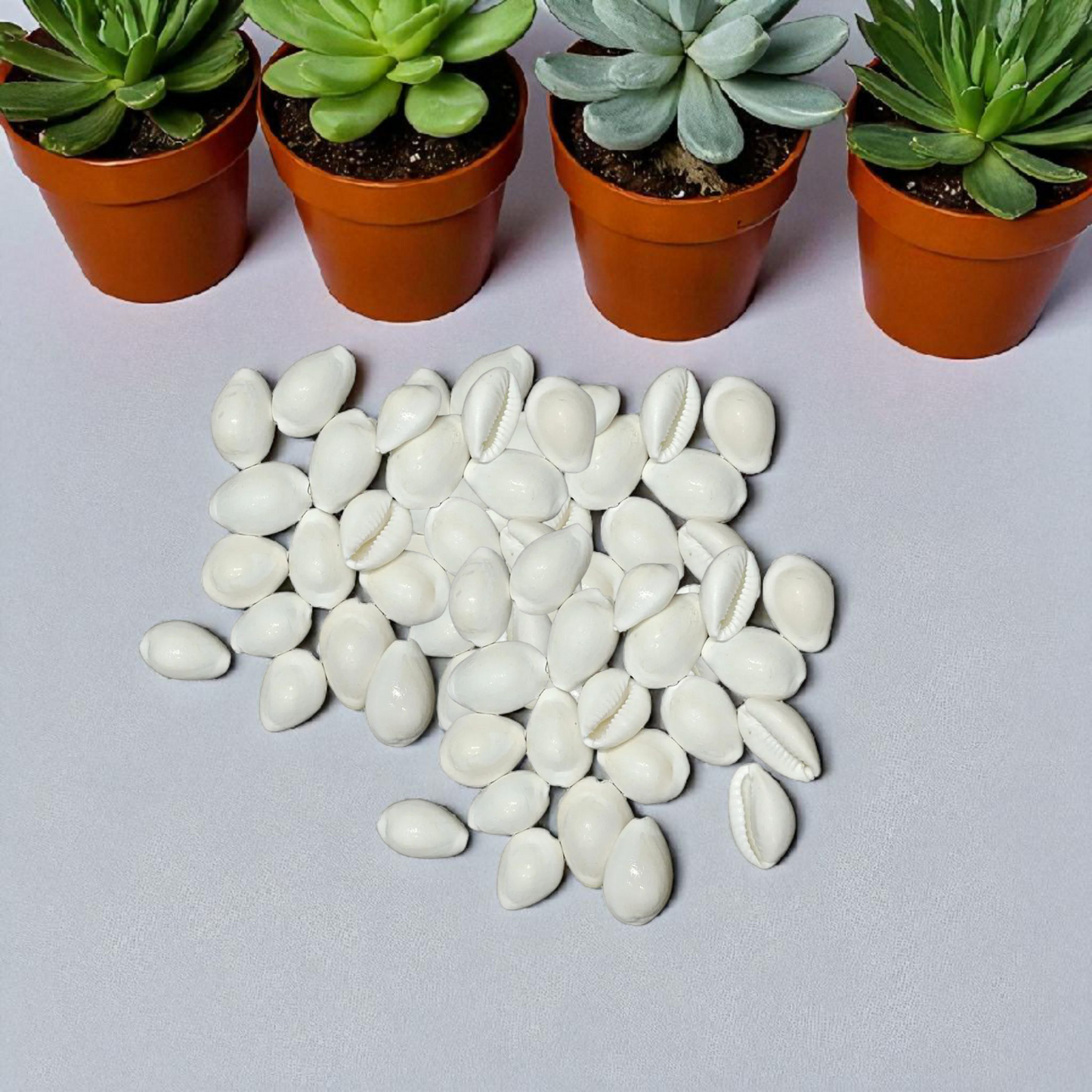 White Cowry | Safed Kodi Natural | Timeshopee