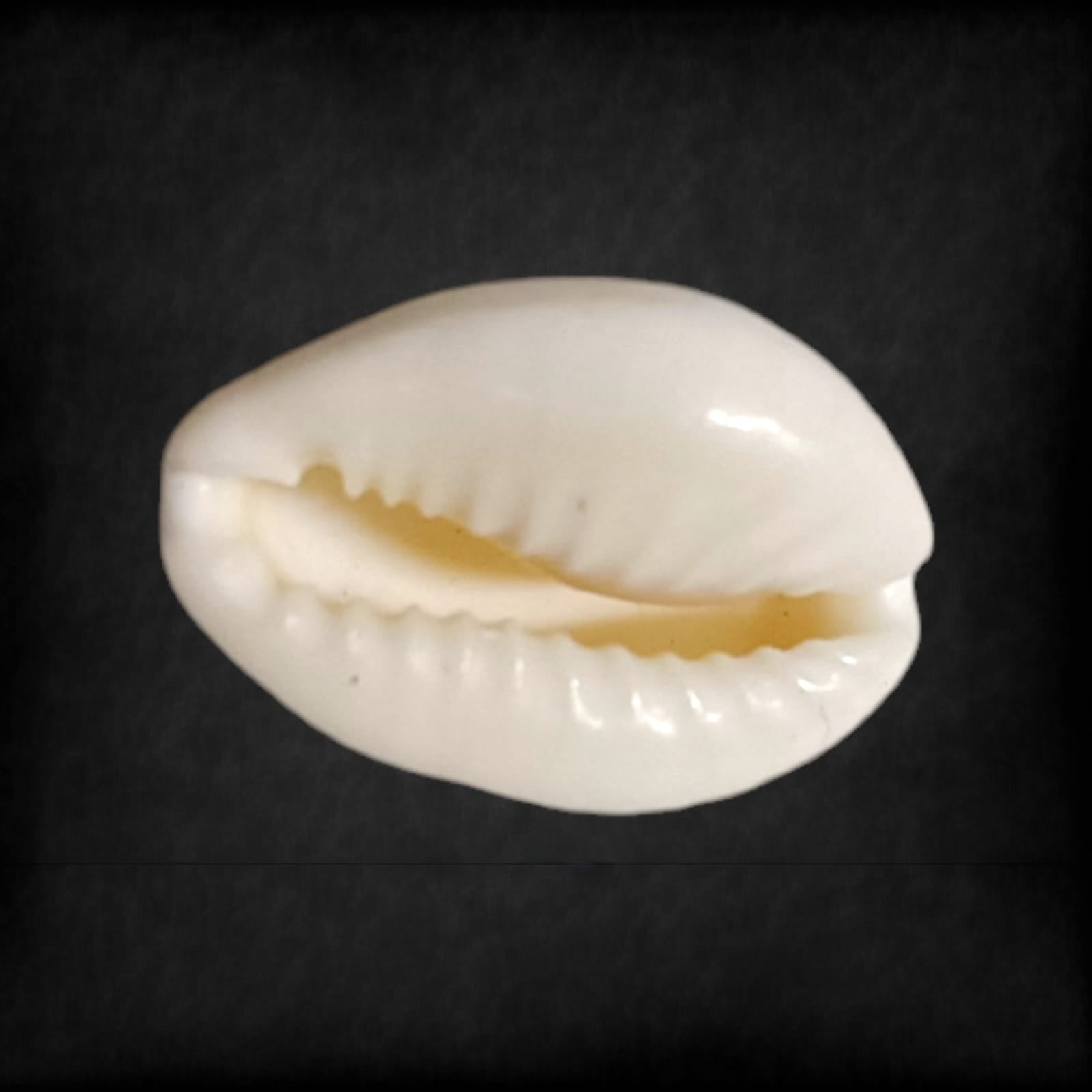 White Cowry Set of 11 | Safed Kodi Natural | Timeshopee