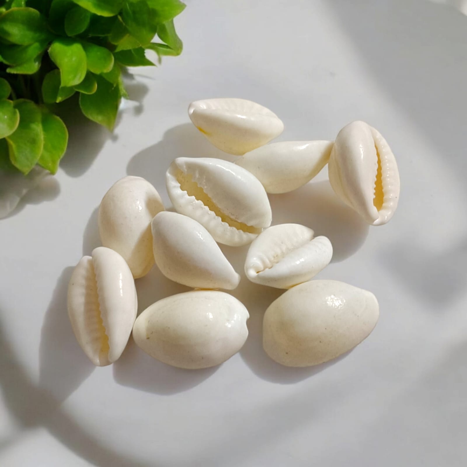 White Cowry Set of 11 | Safed Kodi Natural | Timeshopee