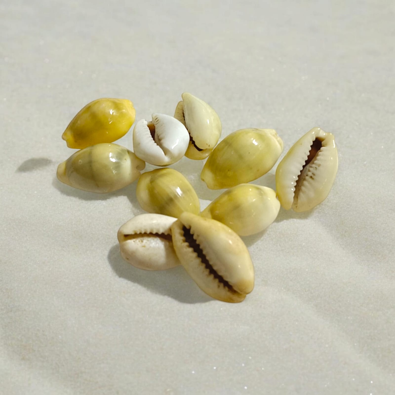 Yellow Cowry (Peeli Kodi) Set of 11 | Timeshopee