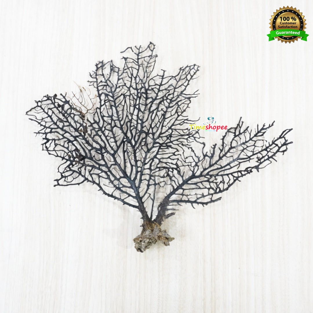 Indrajal 100% Genuine Talisman | Lab Certified for Goodluck | Timeshopee
