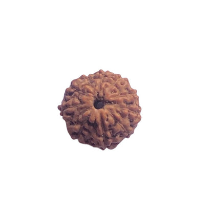 Natural 10 Mukhi Rudraksha Lab Certified Sacred Bead for Protection Peace Spiritual Growth Timeshopee