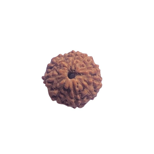 Natural 10 Mukhi Rudraksha Lab Certified Sacred Bead for Protection Peace Spiritual Growth Timeshopee