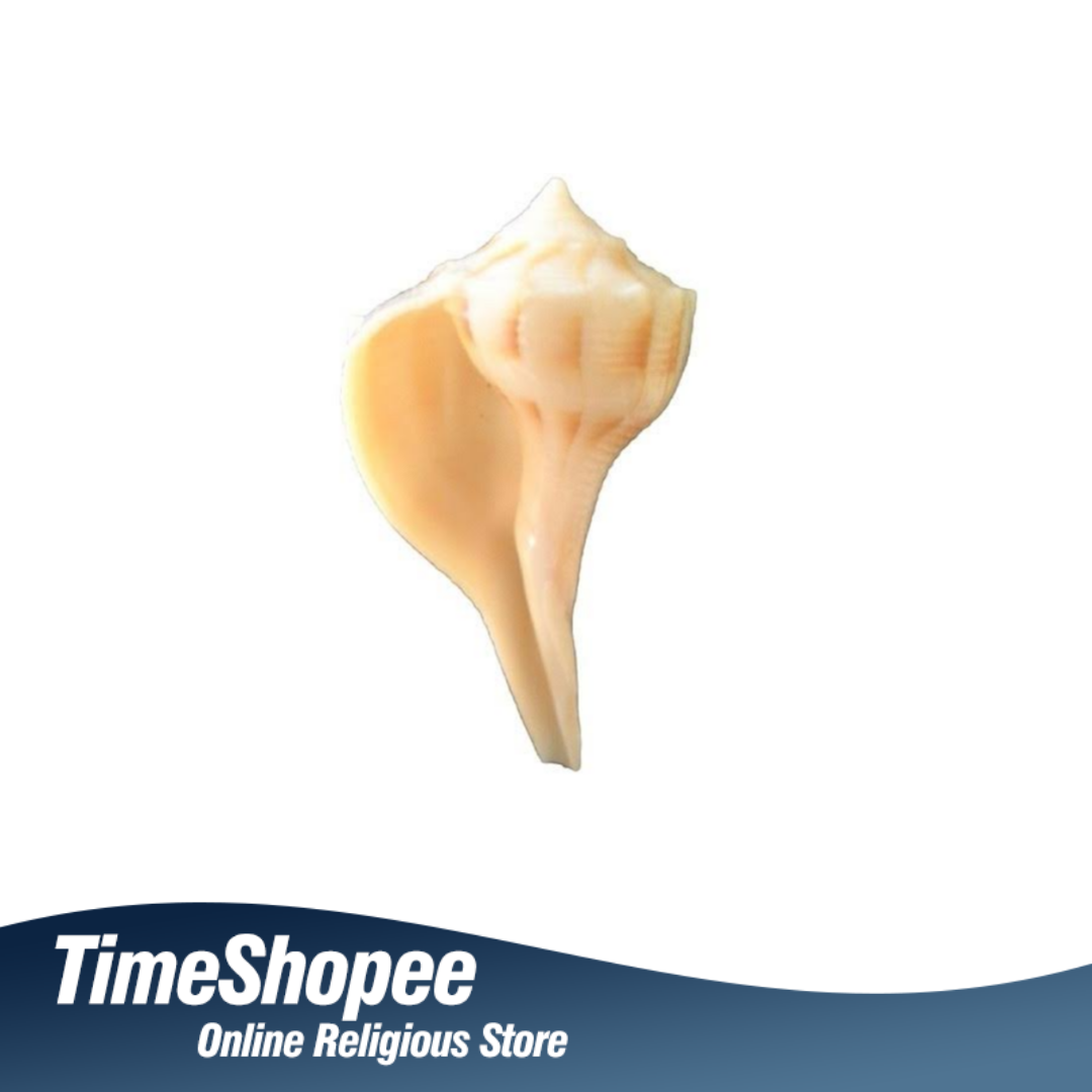 Natural Lakshami Shankh, a lab-certified conch shell for Goddess Lakshami, symbolizing prosperity and used in spiritual rituals.