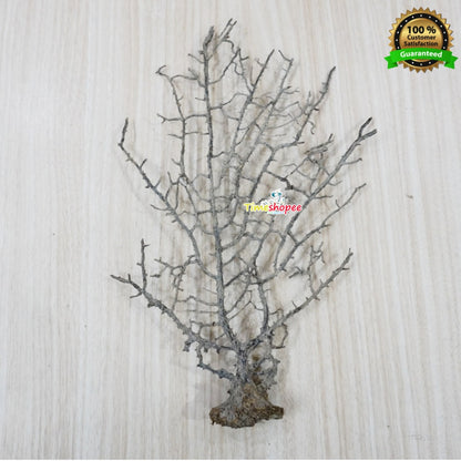 indrajal tree attract money Indrajal Yantra for Goodluck & Prosperity