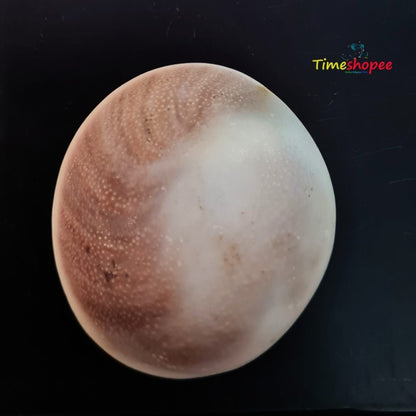 Lab Certified Gomti Chakra Big Size - Rare Giant Stone from Timeshopee