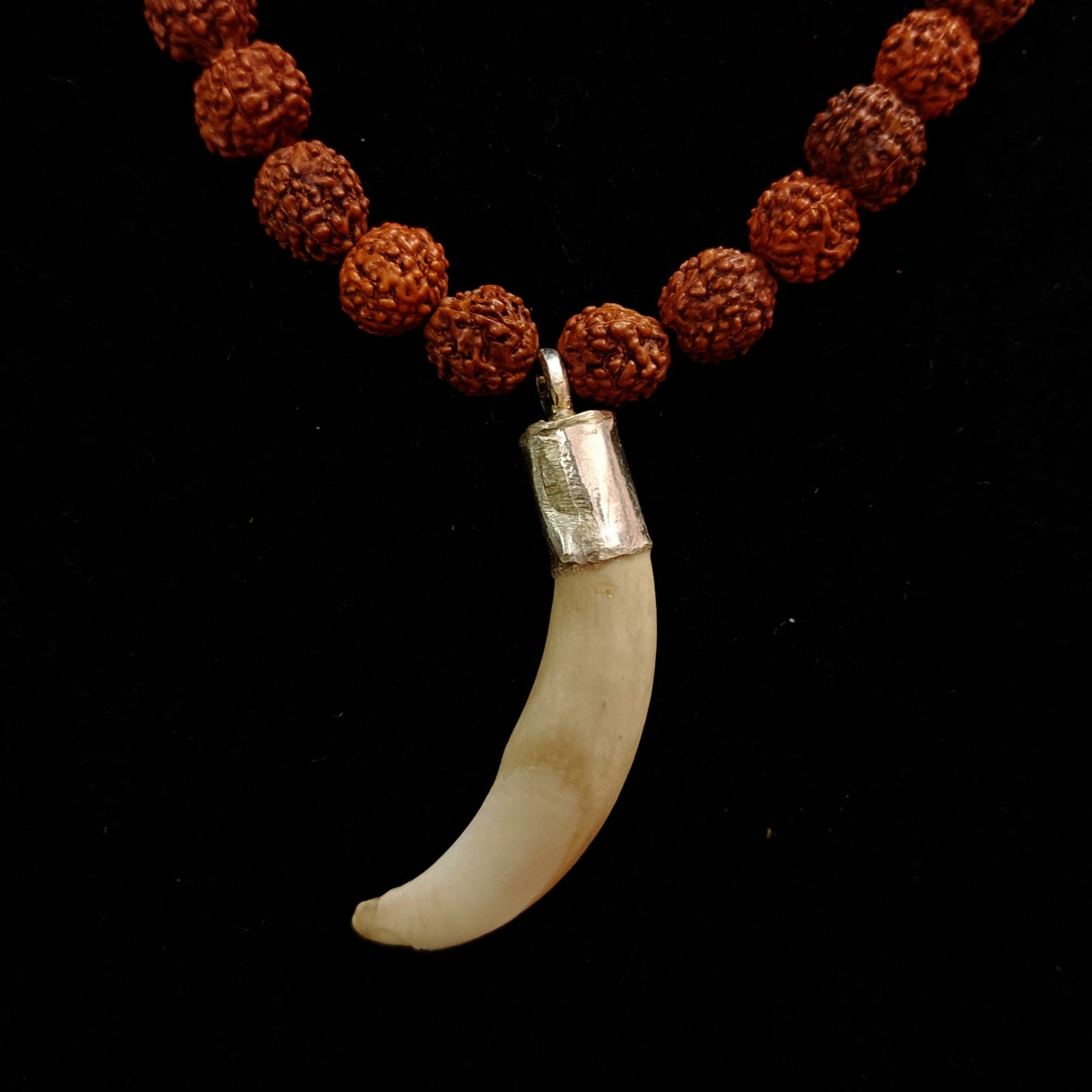 Shukar Dant C-Shape Wild Boar Teeth Pendant with Black Hakik and Rudraksha Mix Mala | Lab Certified