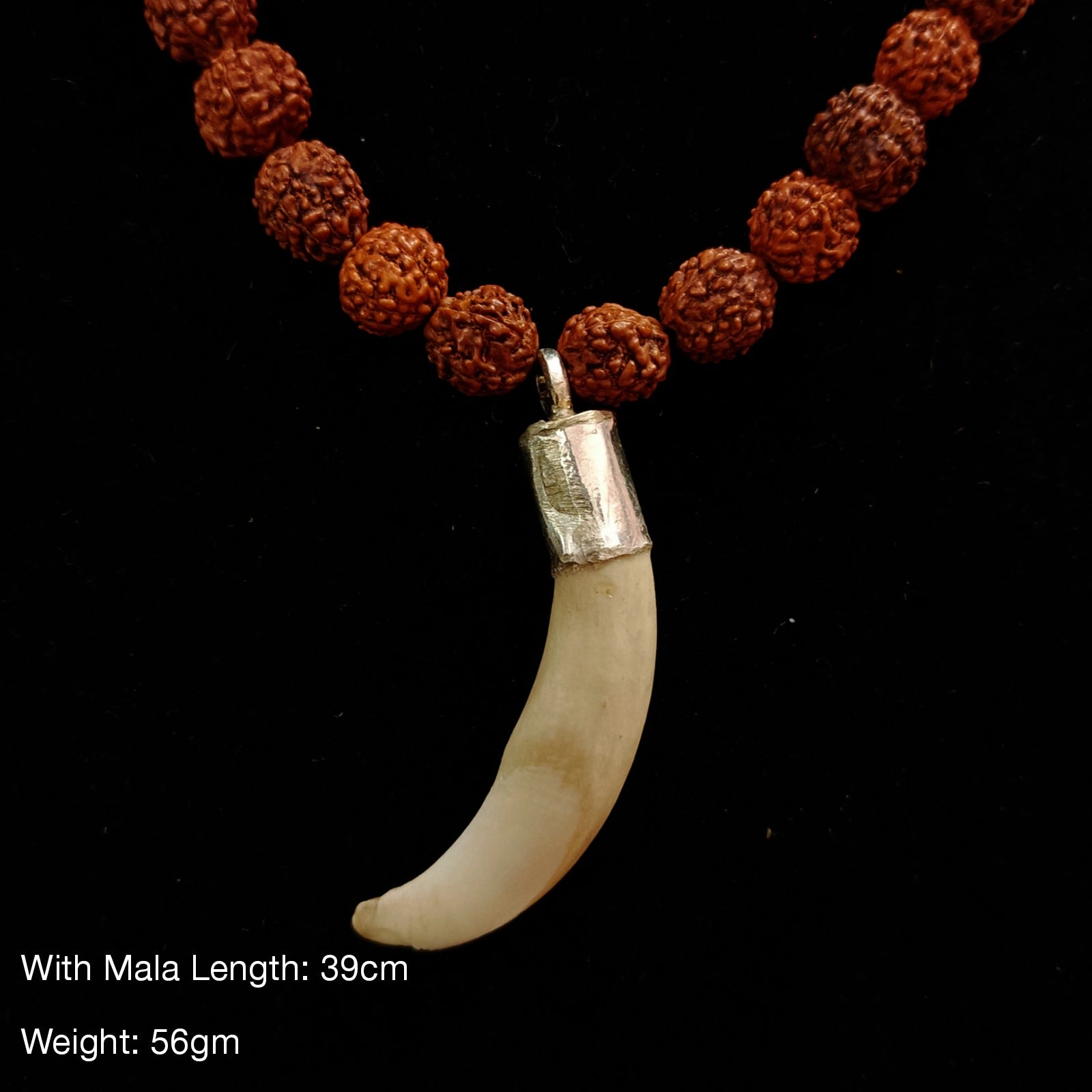 Shukar Dant C-Shape Wild Boar Teeth Pendant with Black Hakik and Rudraksha Mix Mala | Lab Certified