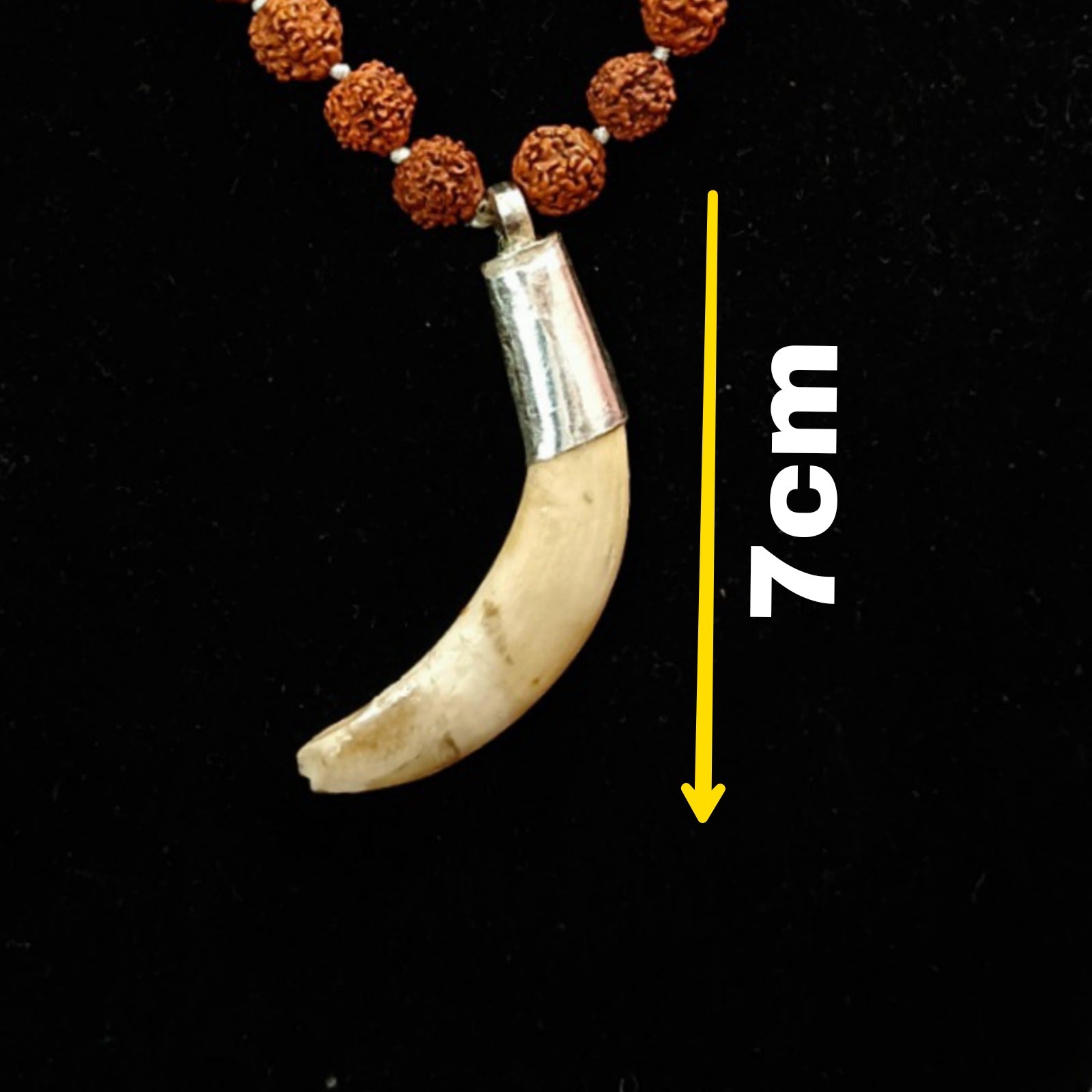 Shukar Dant C-Shape Wild Boar Teeth Pendant with Rudraksha Mala | Lab Certified